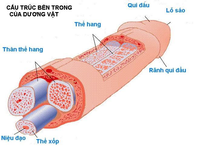 Thế hang dương vật